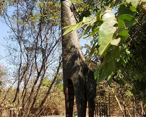 Girafe dans un espace naturel boisé