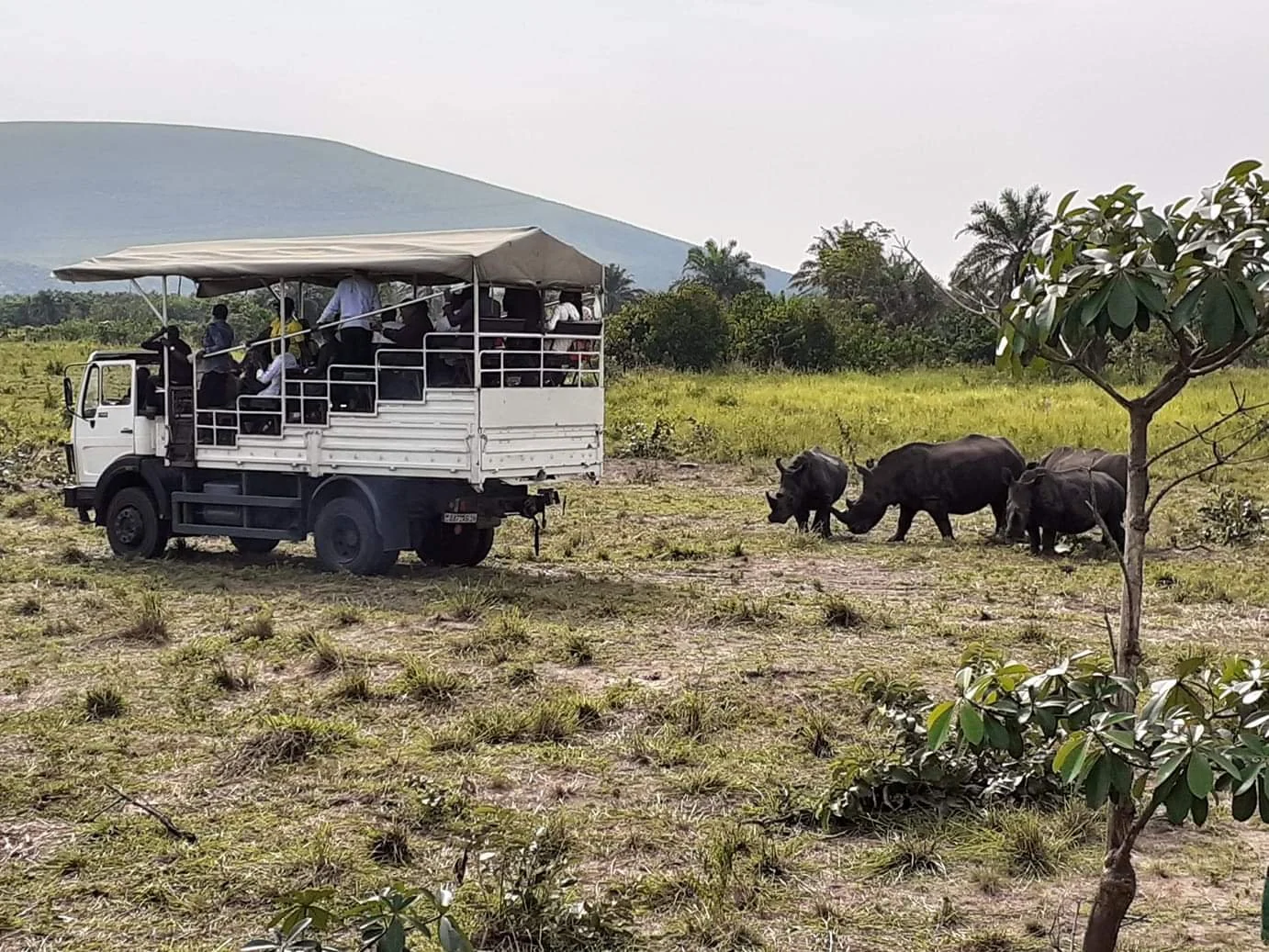Guided wildlife experience in the Democratic Republic of the Congo