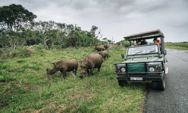 Virunga, gorillas, and volcanic ridges