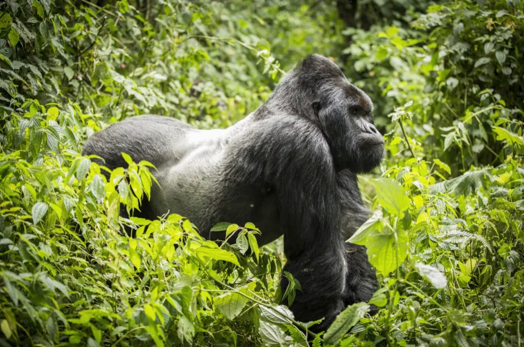 Gorilla Trekking in Virunga National Park photo